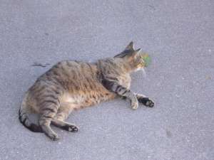 Grosses bild anzeigen 20070706 055.jpg